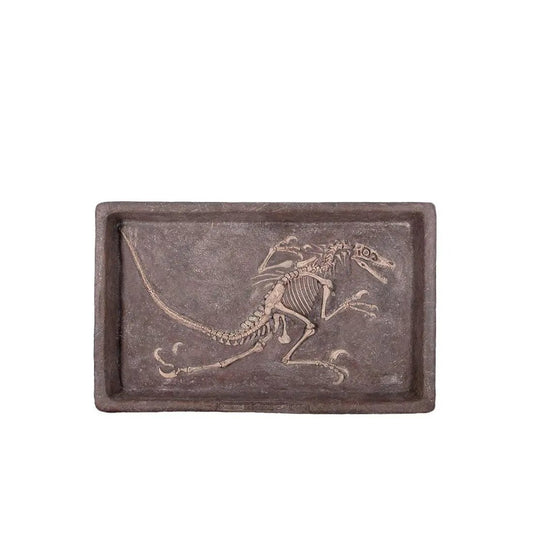 Velociraptor Dinosaur Skeleton Dig Statue - LM Treasures Prop Rentals