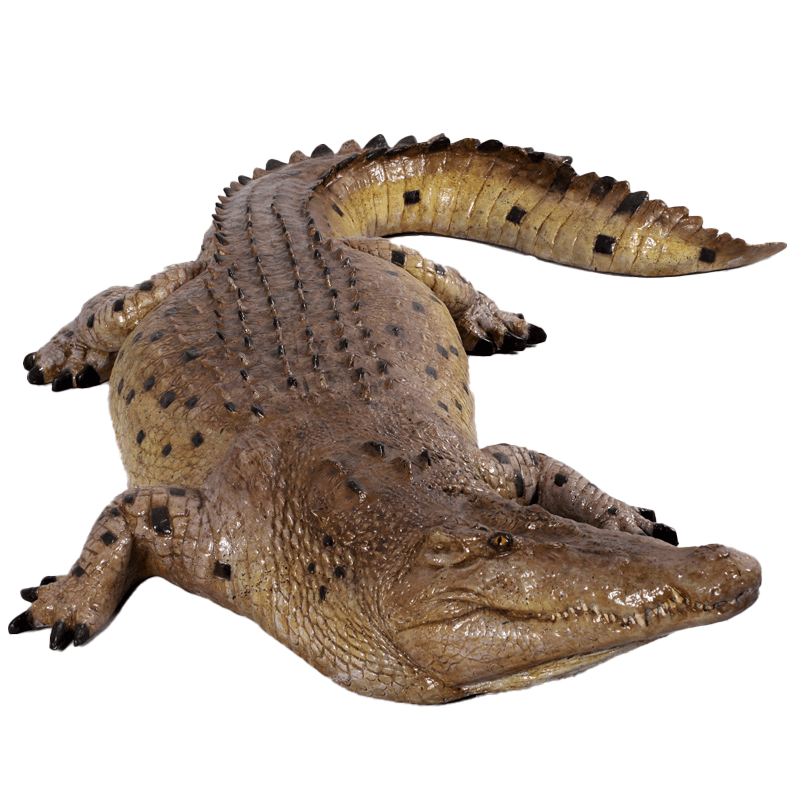 Crocodile Mouth Closed Life Size Statue - LM Treasures Prop Rentals 
