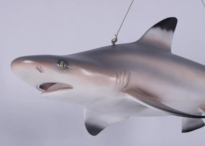 Black Tip Shark Statue