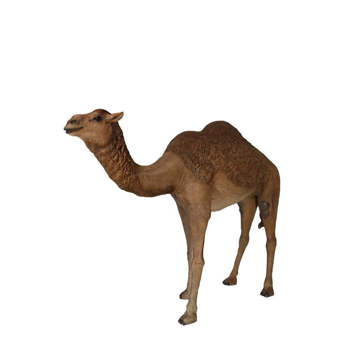 Standing Camel Life Size Statue