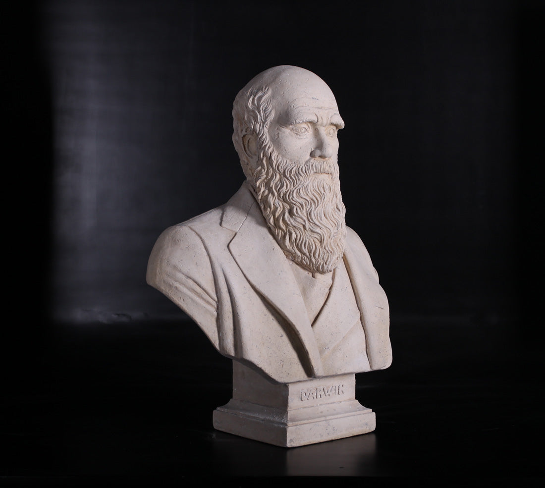 Darwin Stone Bust Statue