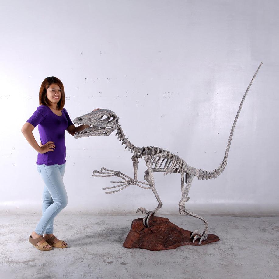 Deinonychus Dinosaur Skeleton Statue