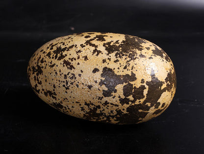 Small Theropod Dinosaur Egg Statue