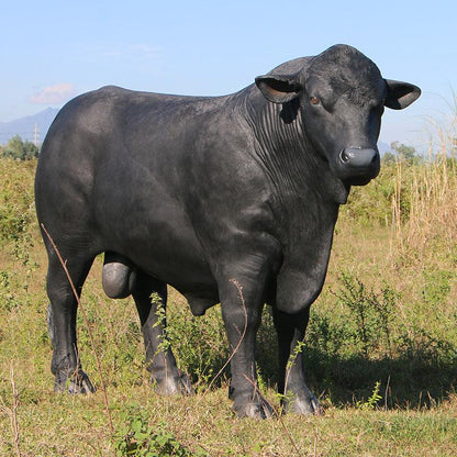 Black Angus Bull Cow Statue