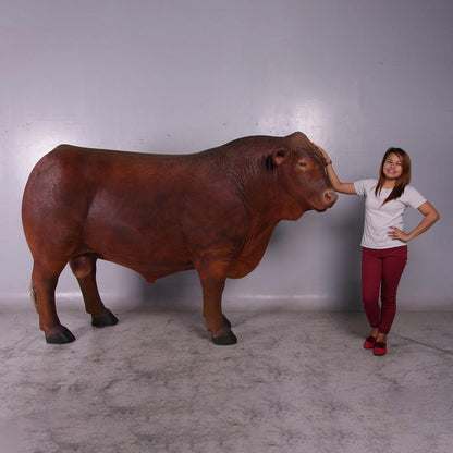 Angus Bull Cow Statue