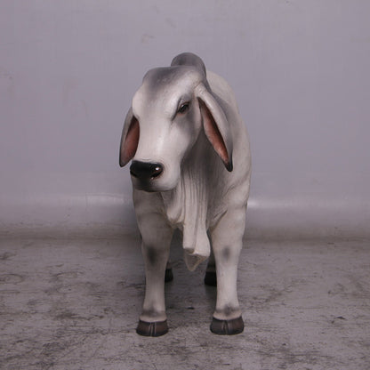 Gray Young Brahman Bull Statue