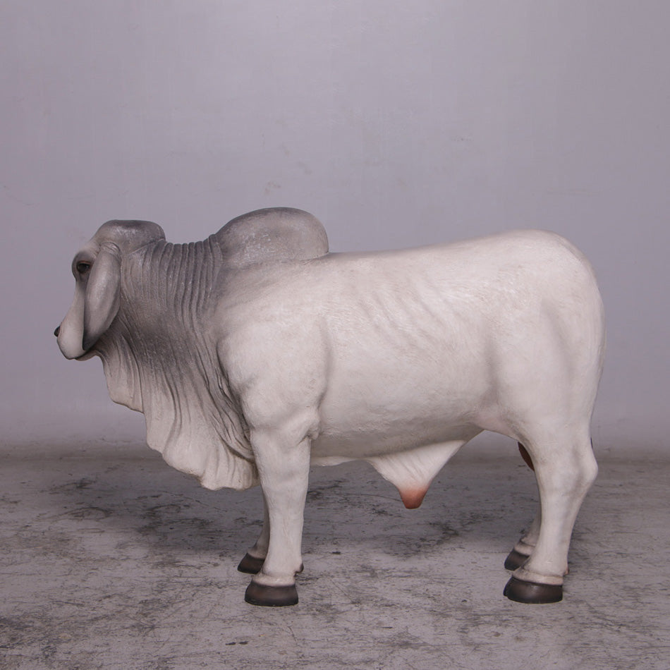 Gray Young Brahman Bull Statue