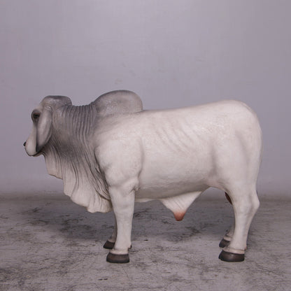 Gray Young Brahman Bull Statue