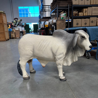 Gray Young Brahman Bull Statue A0884G-160001-H