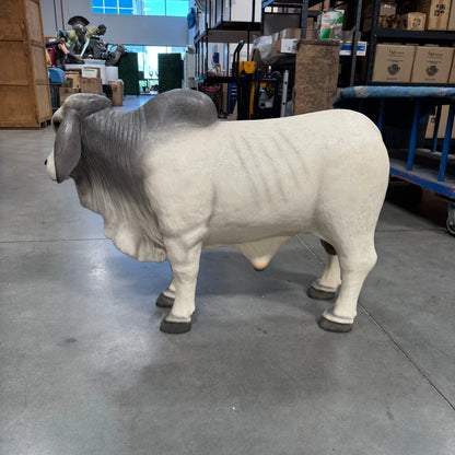 Gray Young Brahman Bull Statue A0884G-160001-H