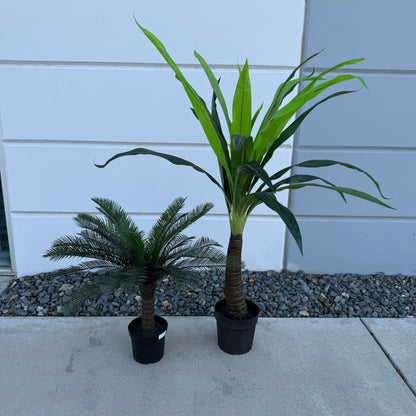 Small Tropical Palm Tree