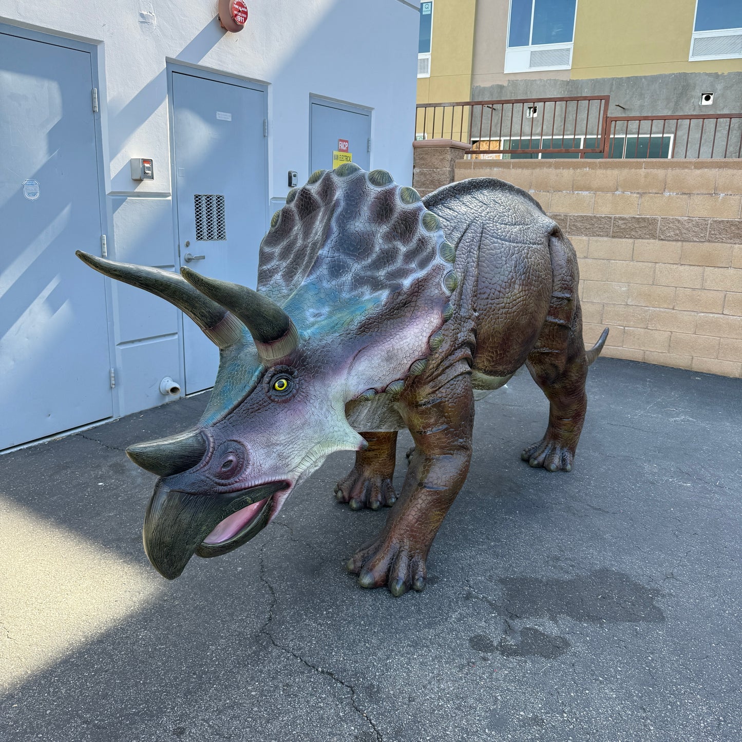 Large Brown Triceratops Dinosaur Life Size Statue