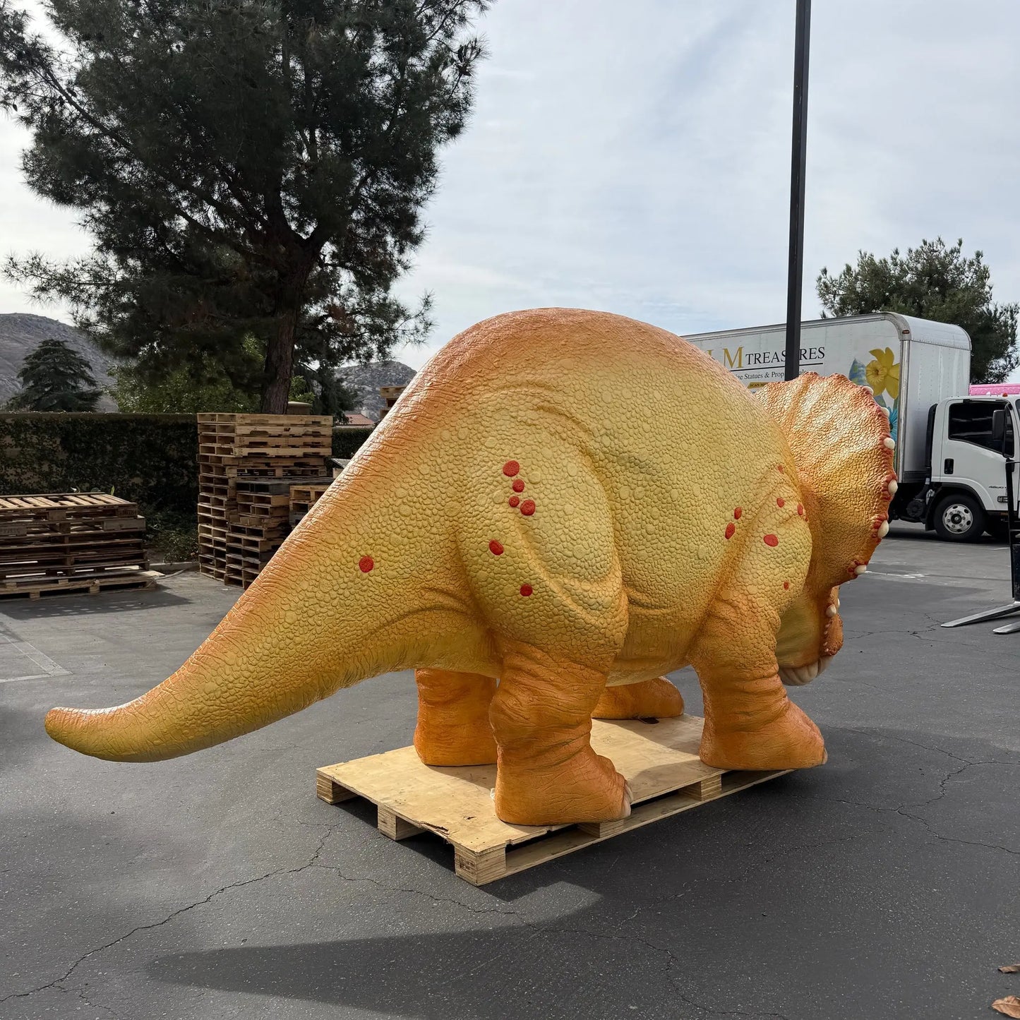 Large Orange Triceratops Baby Dinosaur Statue A0072-230138-H