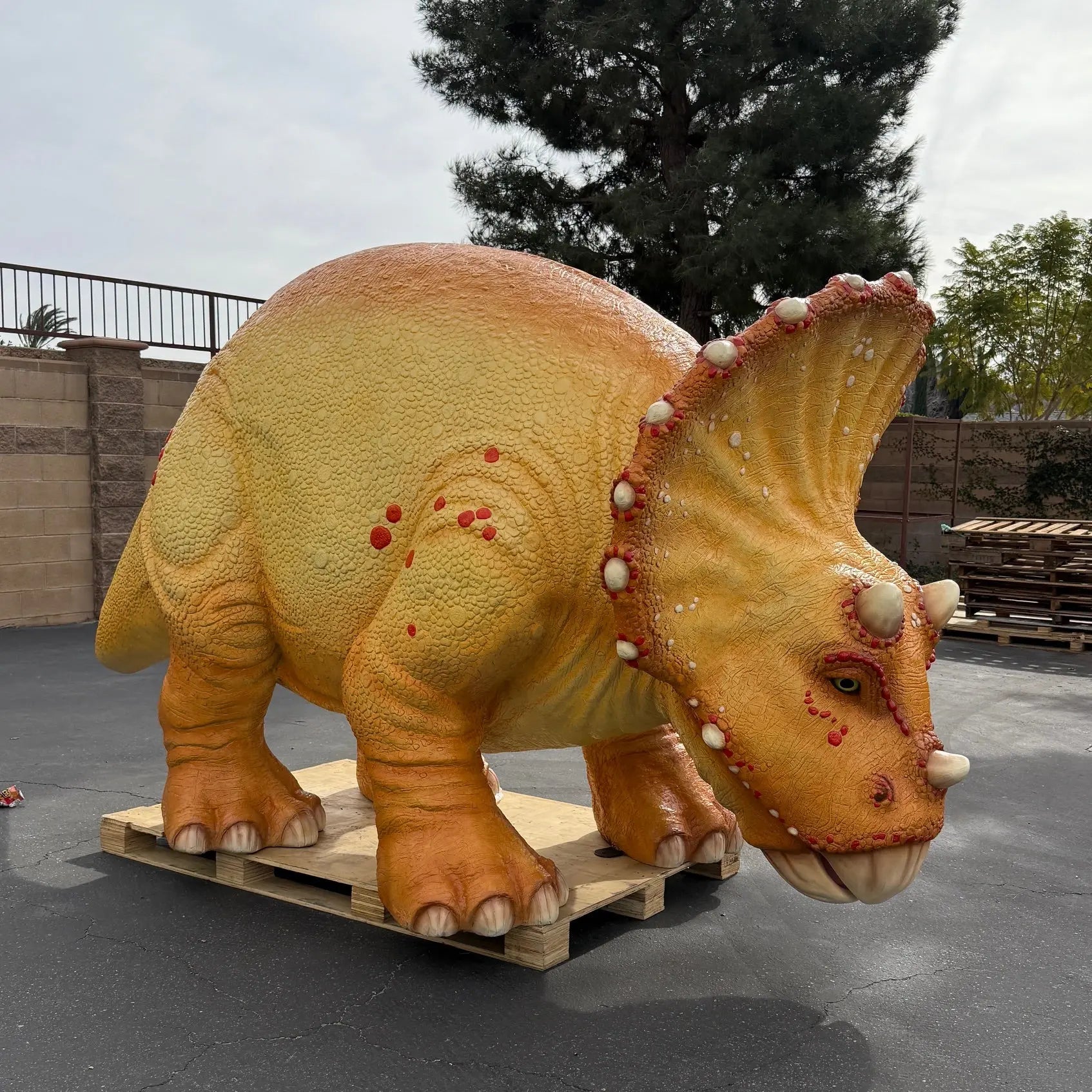 Large Orange Triceratops Baby Dinosaur Statue A0072-230138-H