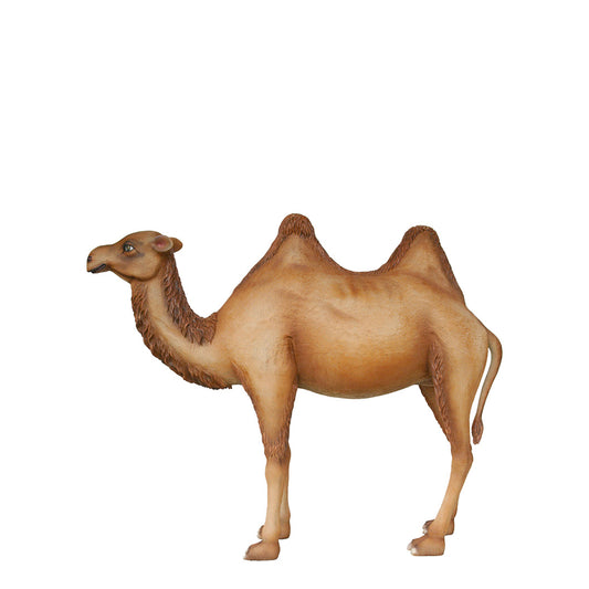 Standing Camel Life Size Statue