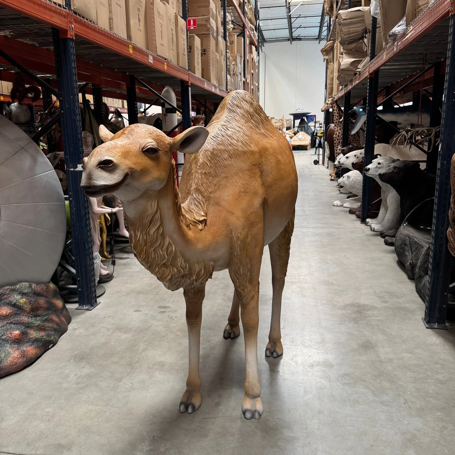 Dromedary Camel Life Size Statue A0440-3588-A