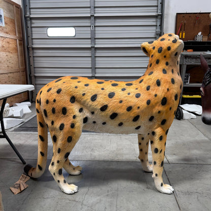 Cheetah Looking Up Statue A0537-3682-A