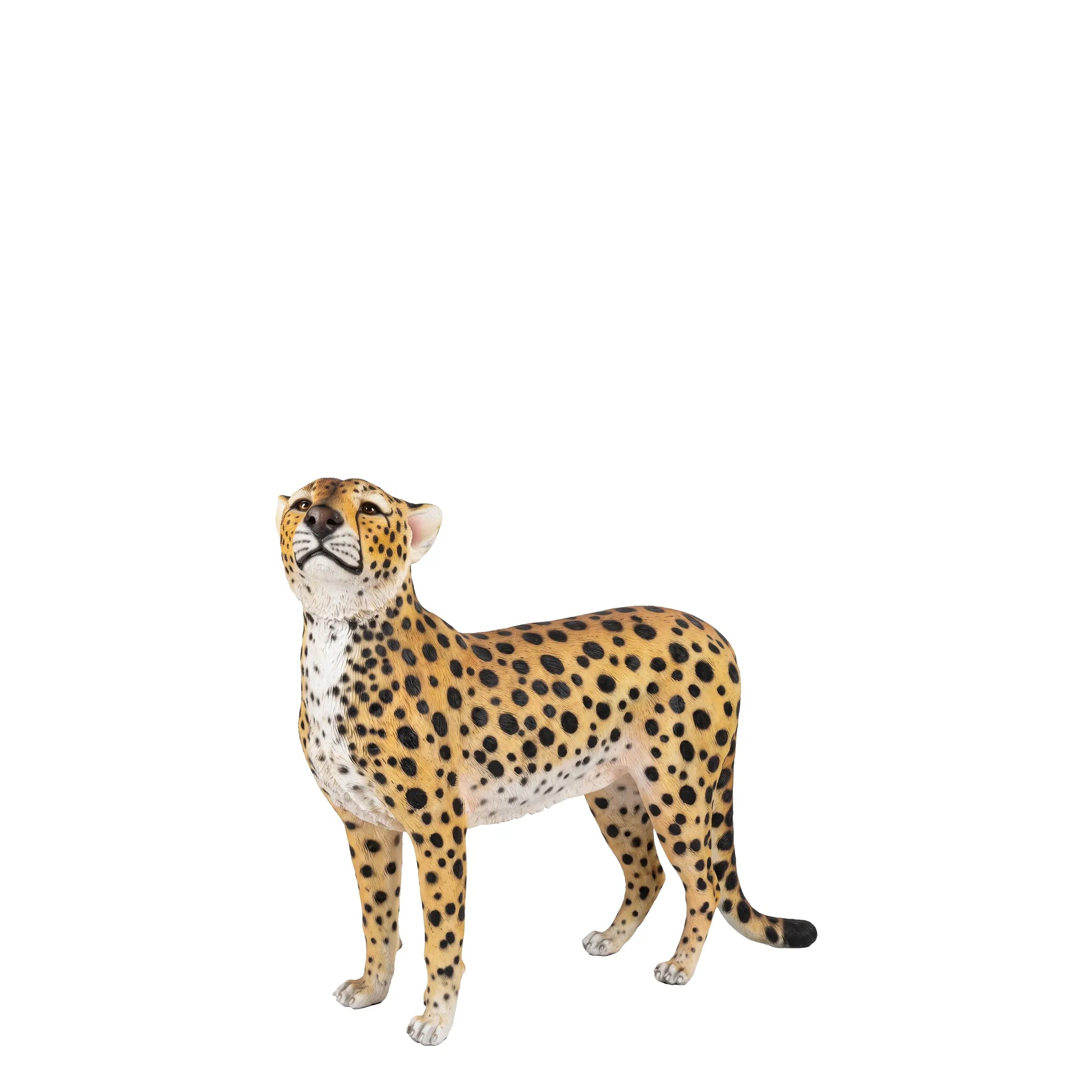 Cheetah Looking Up Statue A0537-3682-A