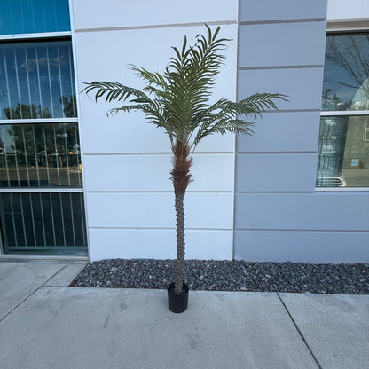 6ft Medium Palm Tree