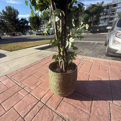 Large Artificial Ficus Tree