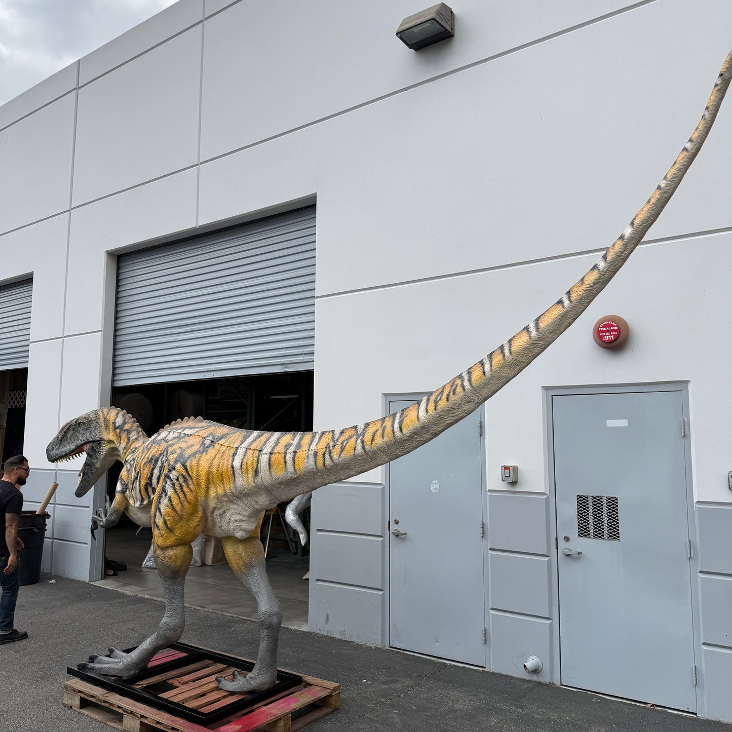 Australovenator Dinosaur Life Size Statue