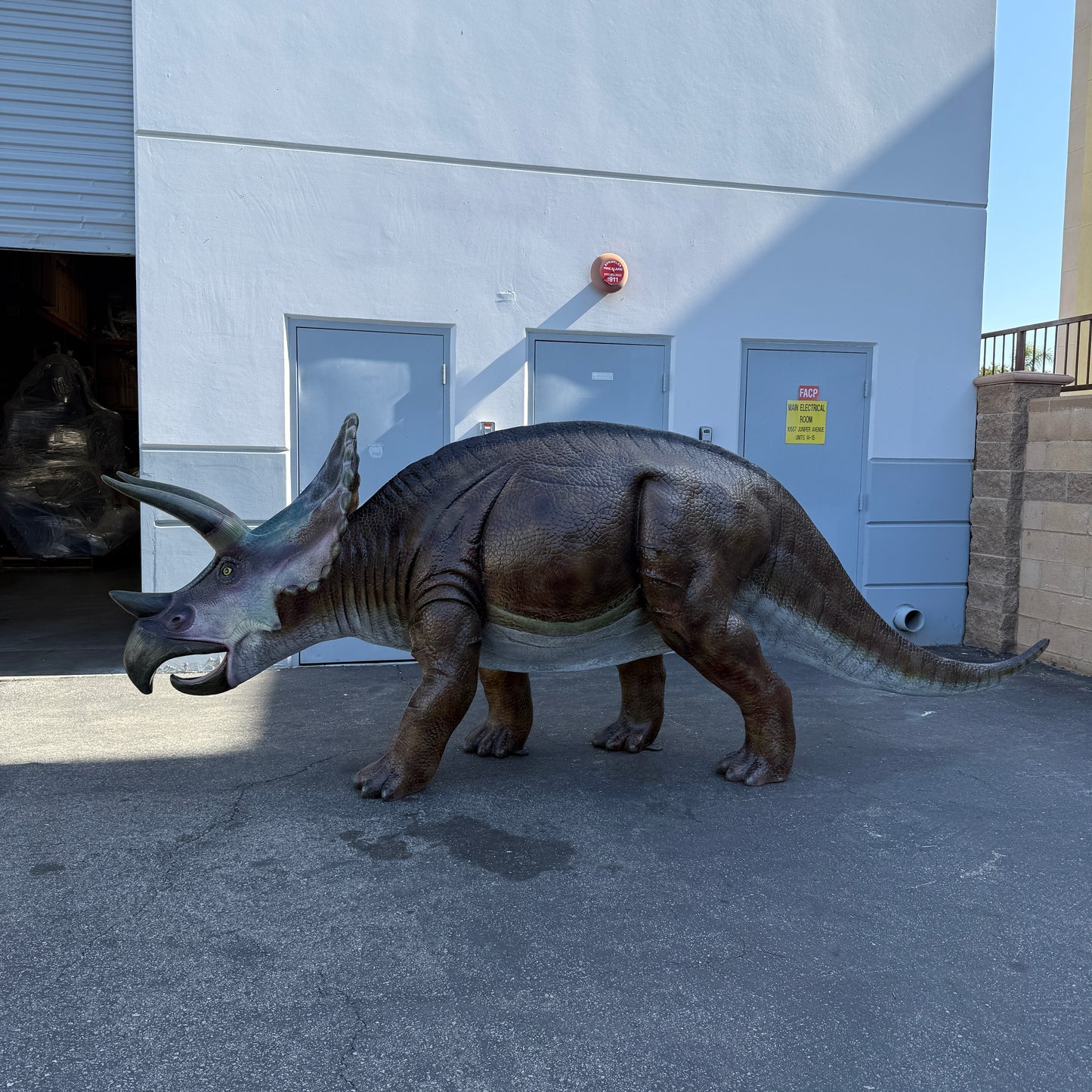 Large Brown Triceratops Dinosaur Life Size Statue