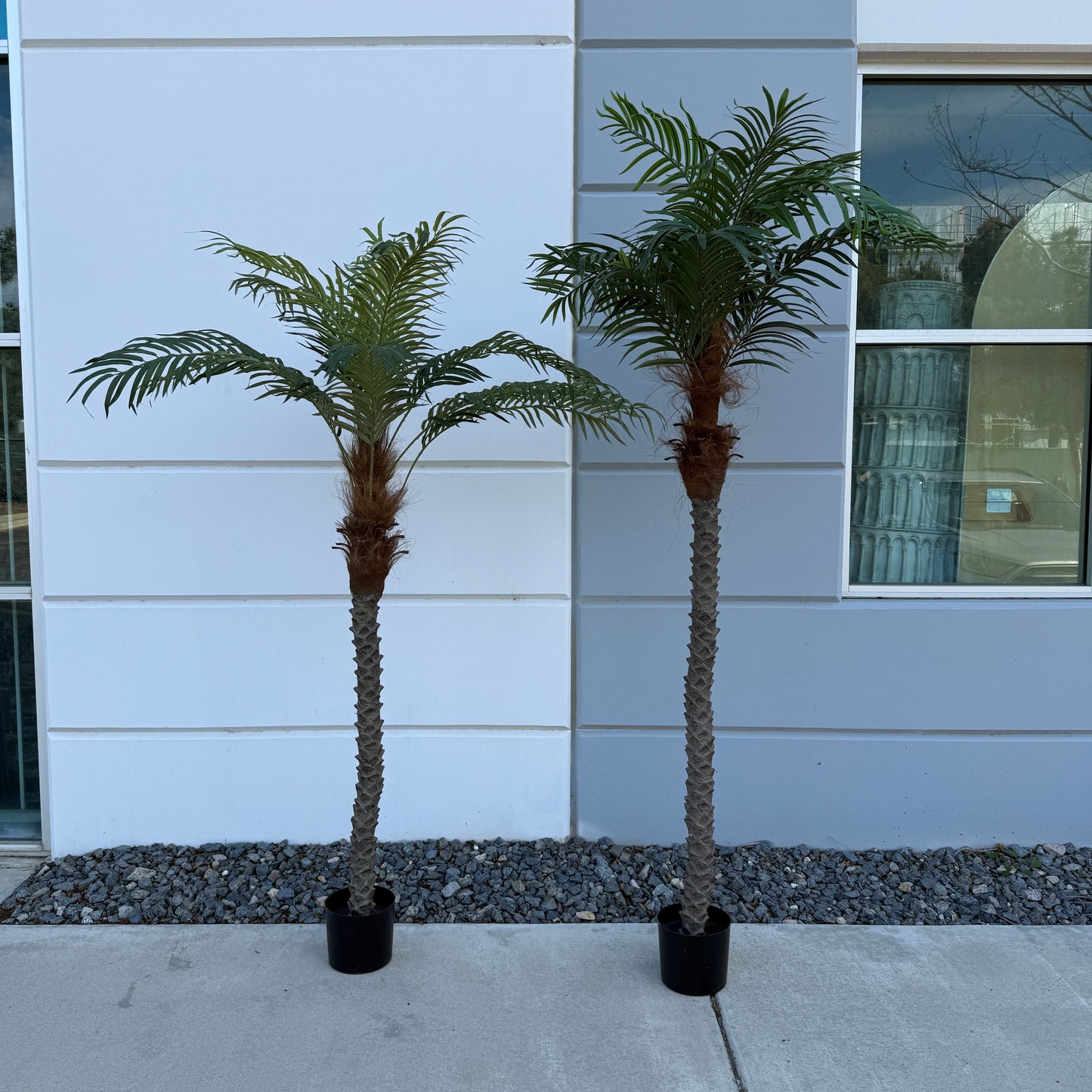 6ft Medium Palm Tree