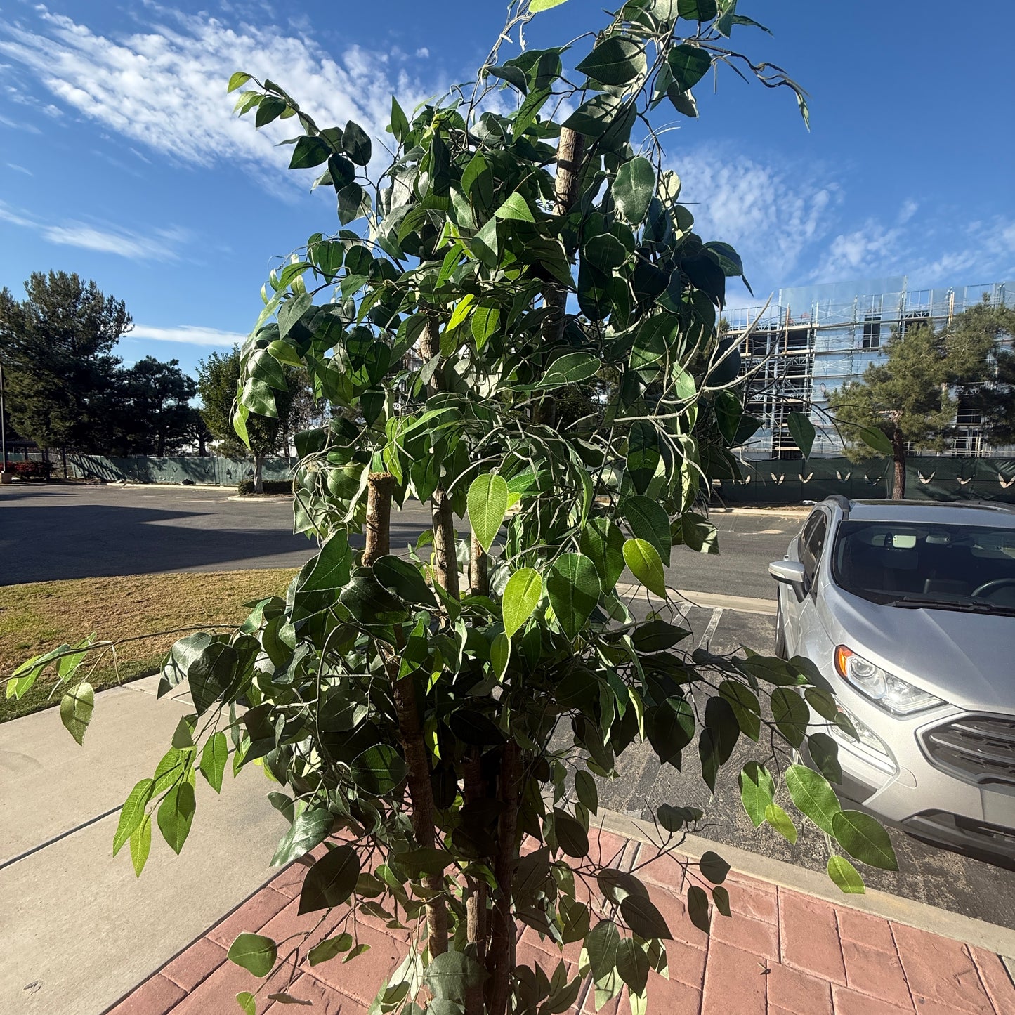 Large Artificial Ficus Tree