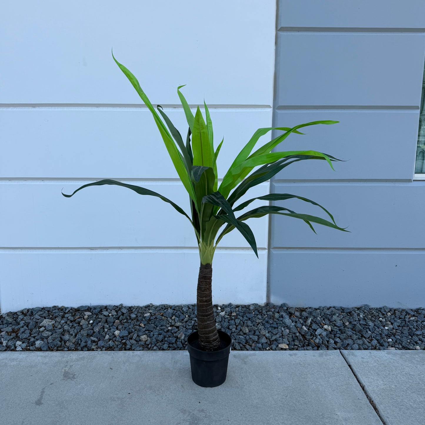 Small Tropical Palm Tree