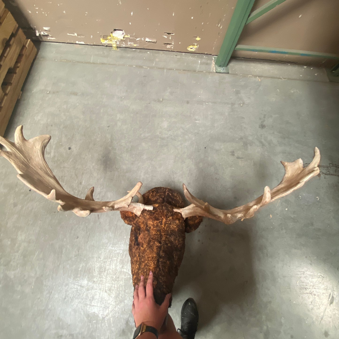 Moose Head Statue