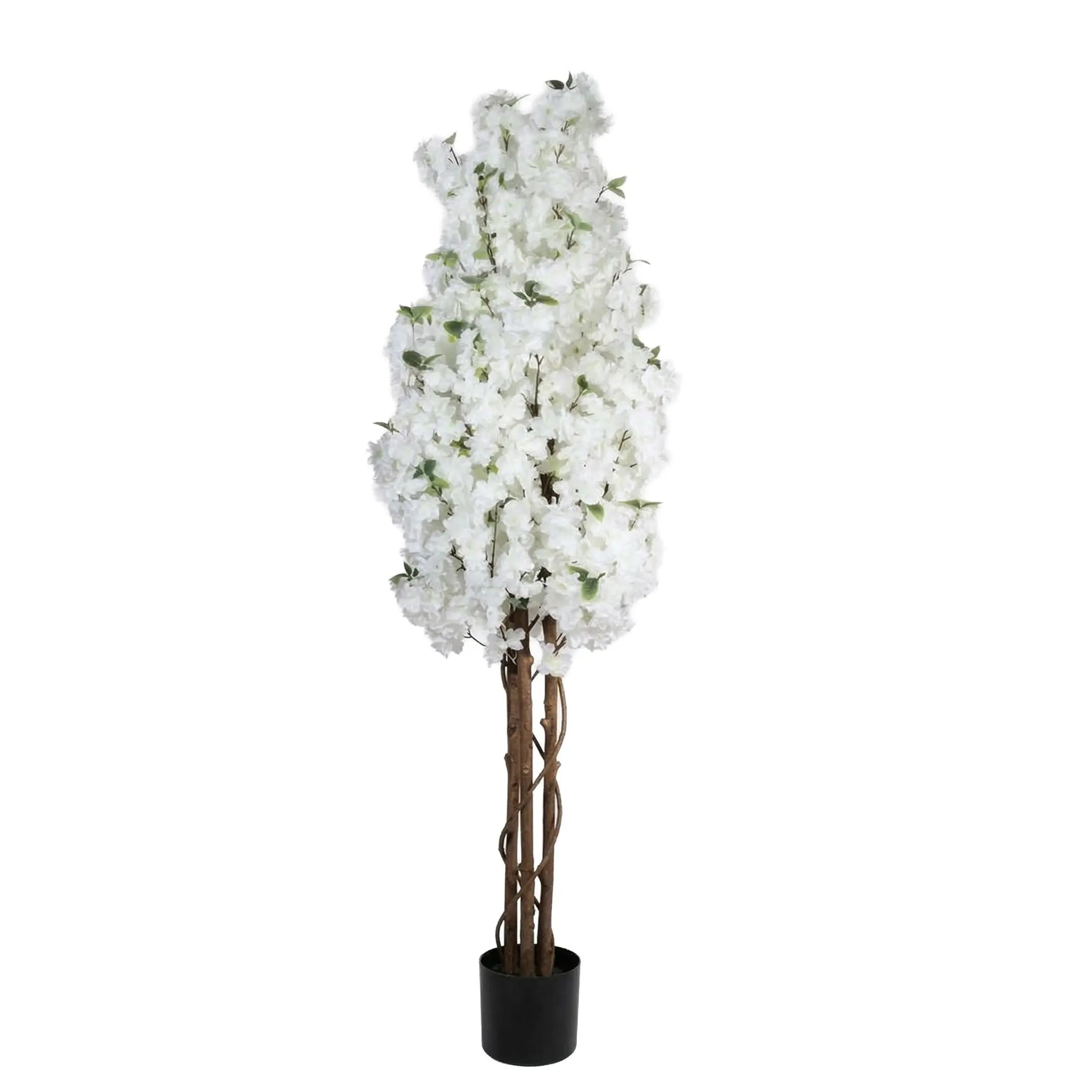 White Cherry Tree CHERRYW-P