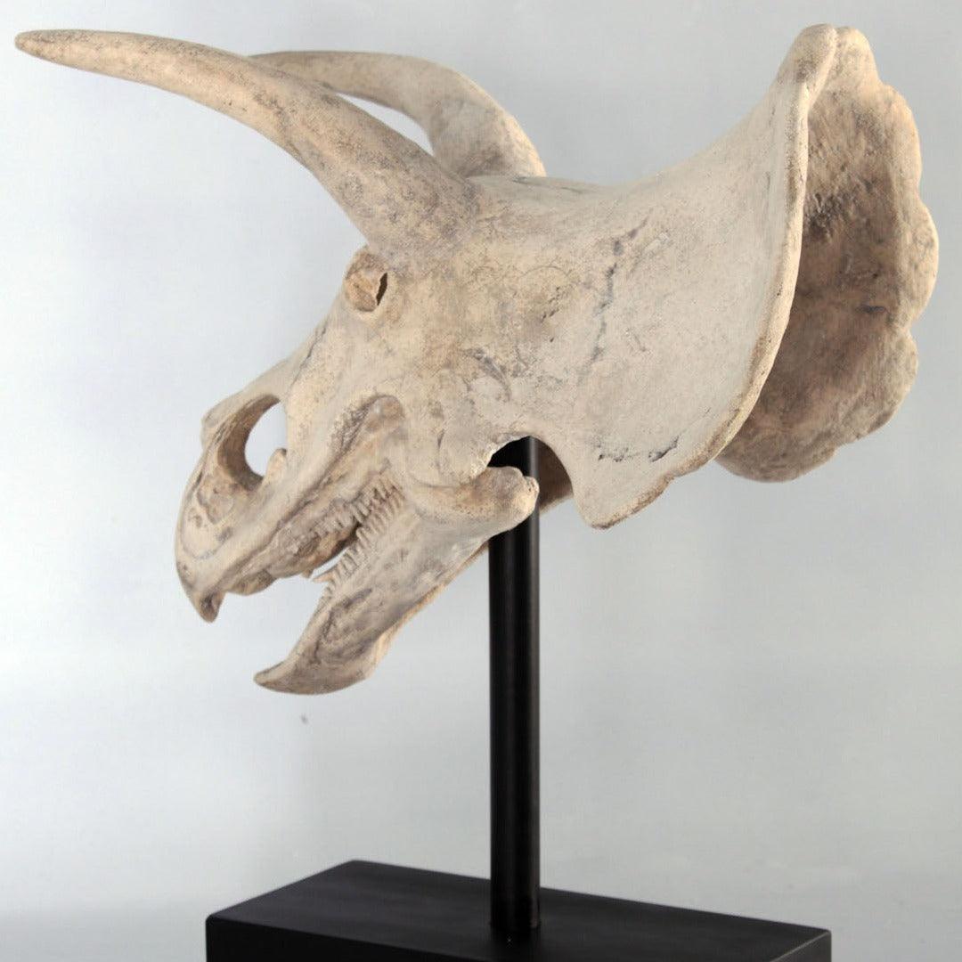 Triceratops Dinosaur Skull Statue - LM Treasures Prop Rentals 