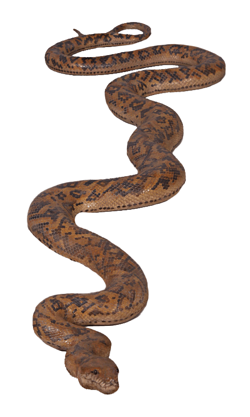 Python Snake Life Size Statue – LM Treasures Prop Rentals