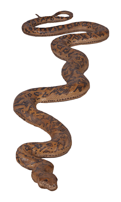 Python Snake Life Size Statue