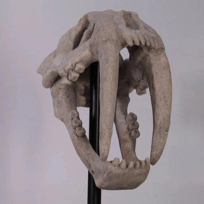 Saber Tooth Skull Statue - LM Treasures Prop Rentals 