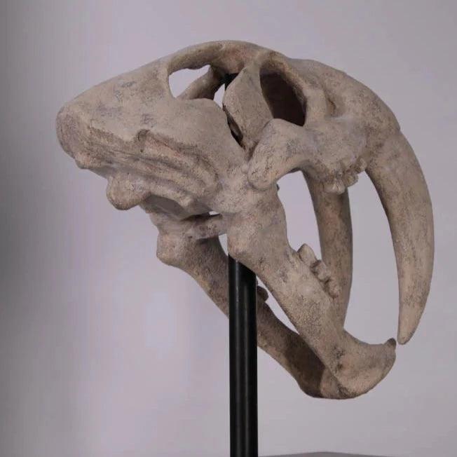 Saber Tooth Skull Statue - LM Treasures Prop Rentals 