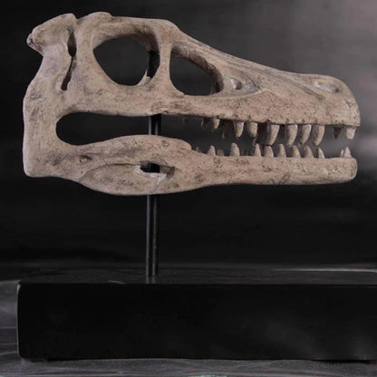 Raptor Dinosaur Skull Statue