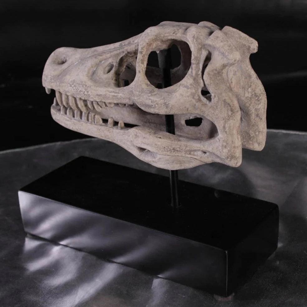 Raptor Dinosaur Skull Statue - LM Treasures Prop Rentals 