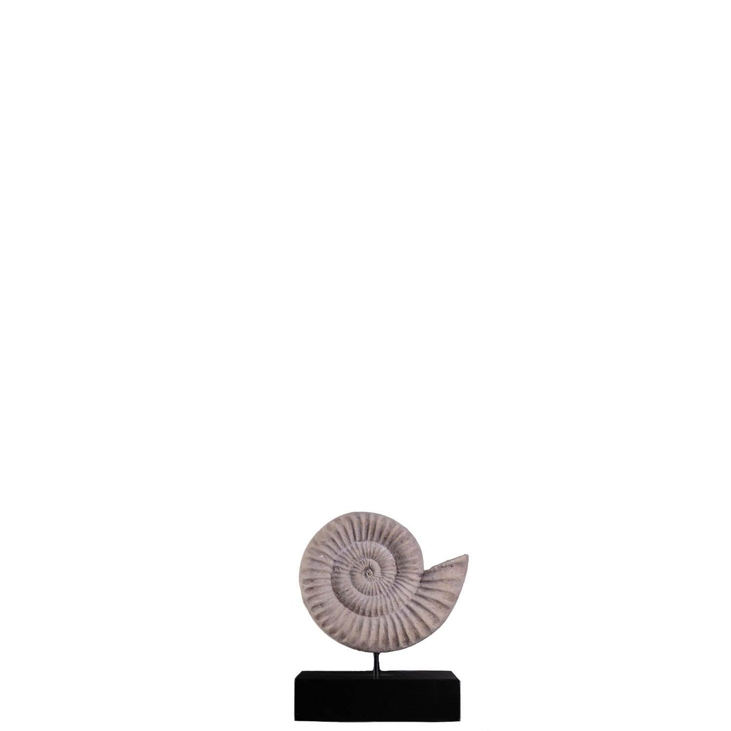 Spiral Fossil Shell Statue
