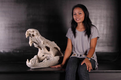 Skeleton Crocodile Head Life Size Statue