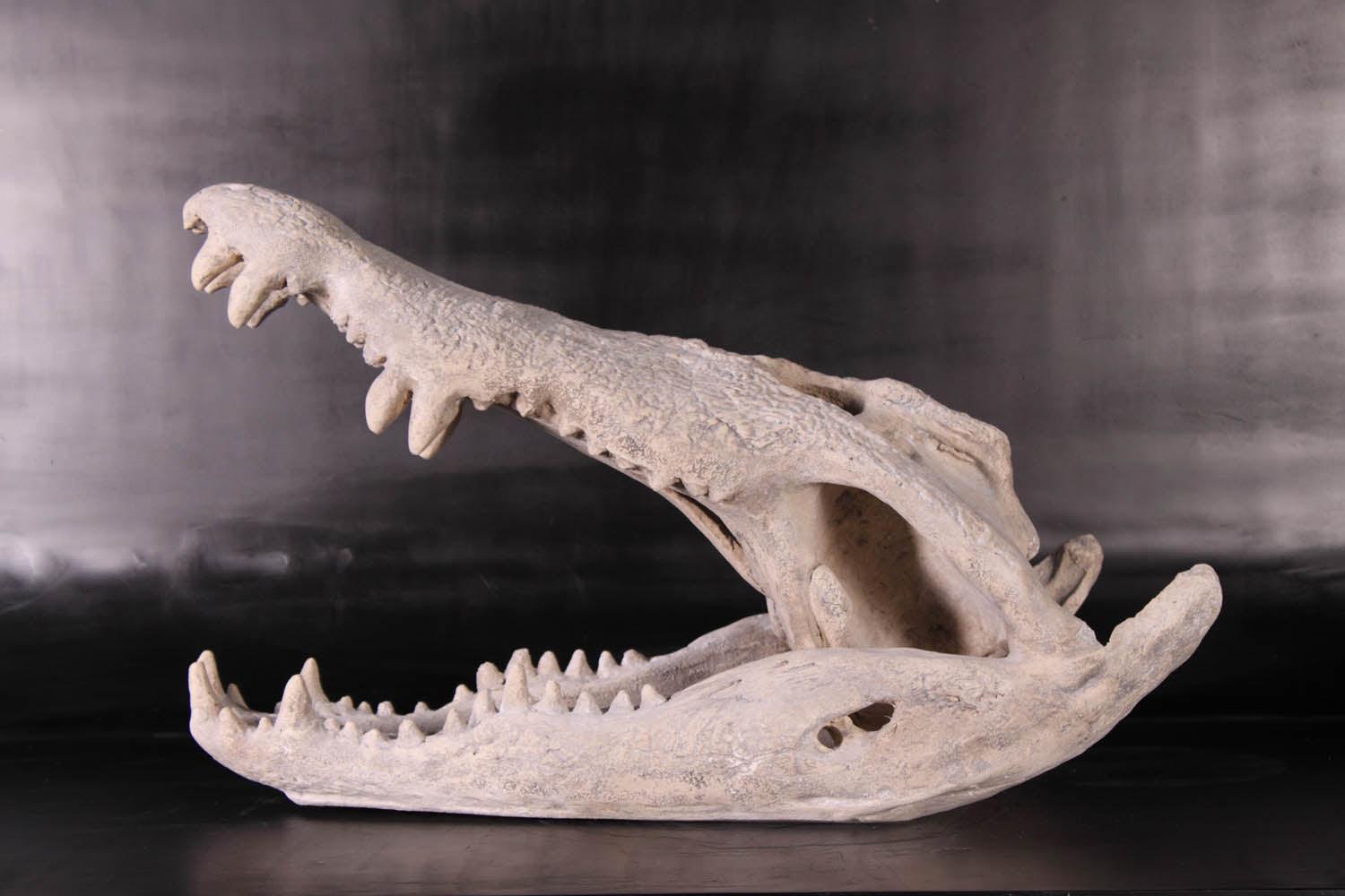Skeleton Crocodile Head Life Size Statue - LM Treasures Prop Rentals 