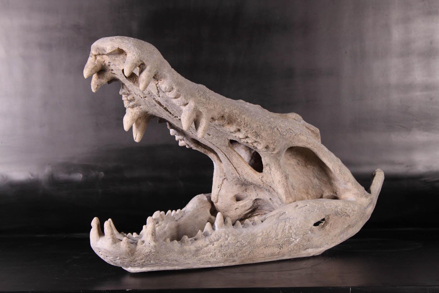 Skeleton Crocodile Head Life Size Statue - LM Treasures Prop Rentals 