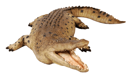 Crocodile Mouth Open Life Size Statue