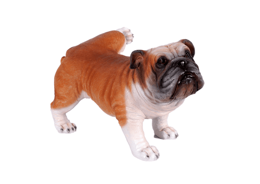 Bulldog Peeing Life Size Statue