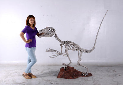 Deinonychus Dinosaur Skeleton Statue - LM Treasures Prop Rentals 