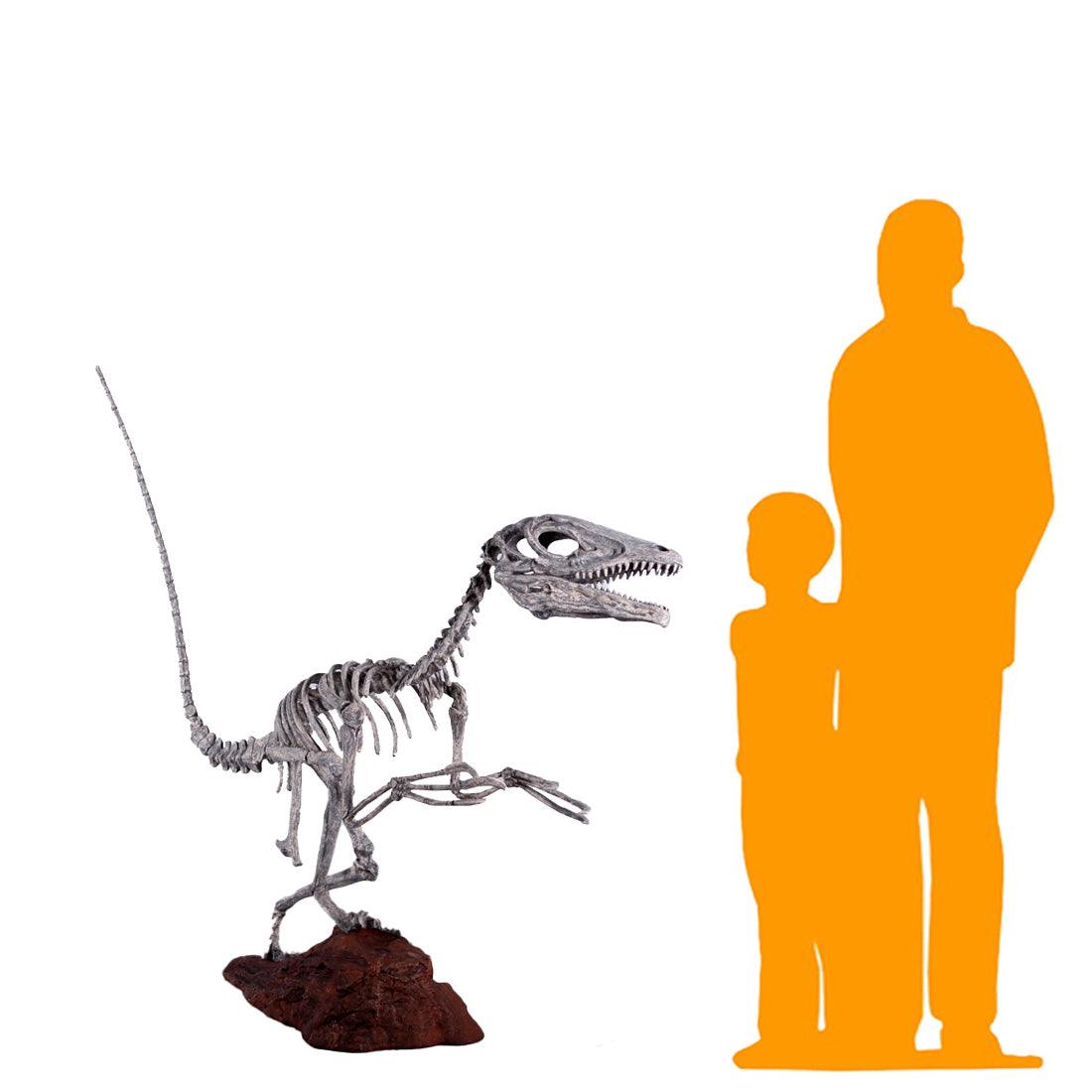 Deinonychus Dinosaur Skeleton Statue