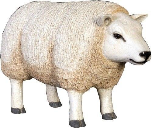 Sheep Ewe Texelaar Baby Head Up Farm Prop Resin Decor Statue - LM Treasures Prop Rentals 
