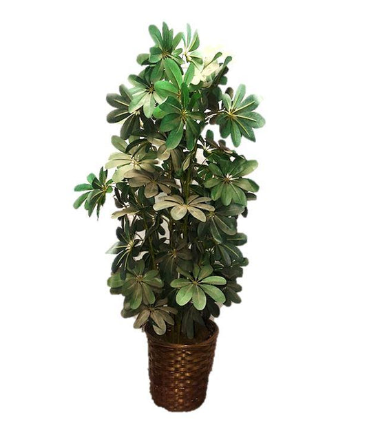 Artificial Foliage Plant Schefflera 4 ft Jungle Safari Prop Decor - LM Treasures Prop Rentals 