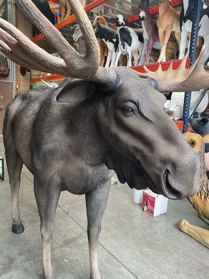 Moose Life Size Statue - LM Treasures Prop Rentals 