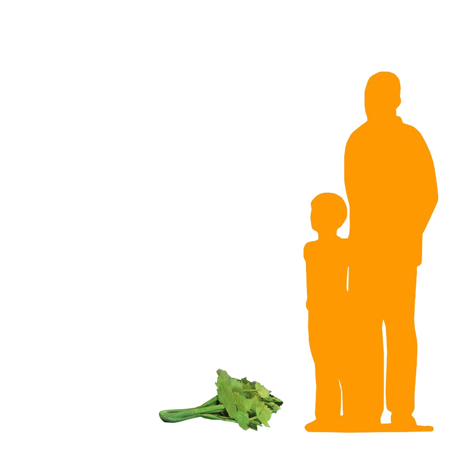 Celery Statue